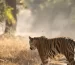 wildlife safaris